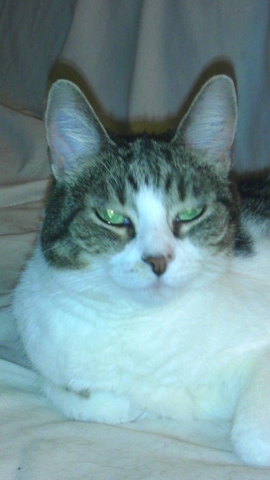 The Animal House Buzzards Bay, MA Our Animals